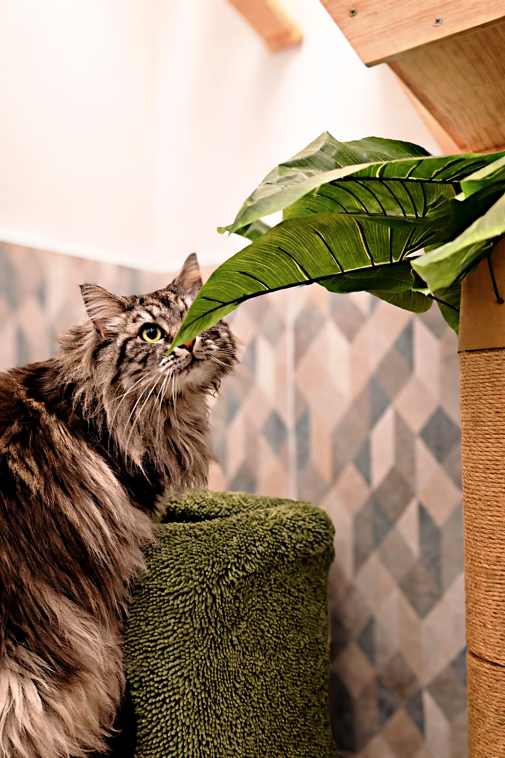 Hôtel pour Chats & Pension Féline en Touraine | Royal Kitty Nanny Espace Zen