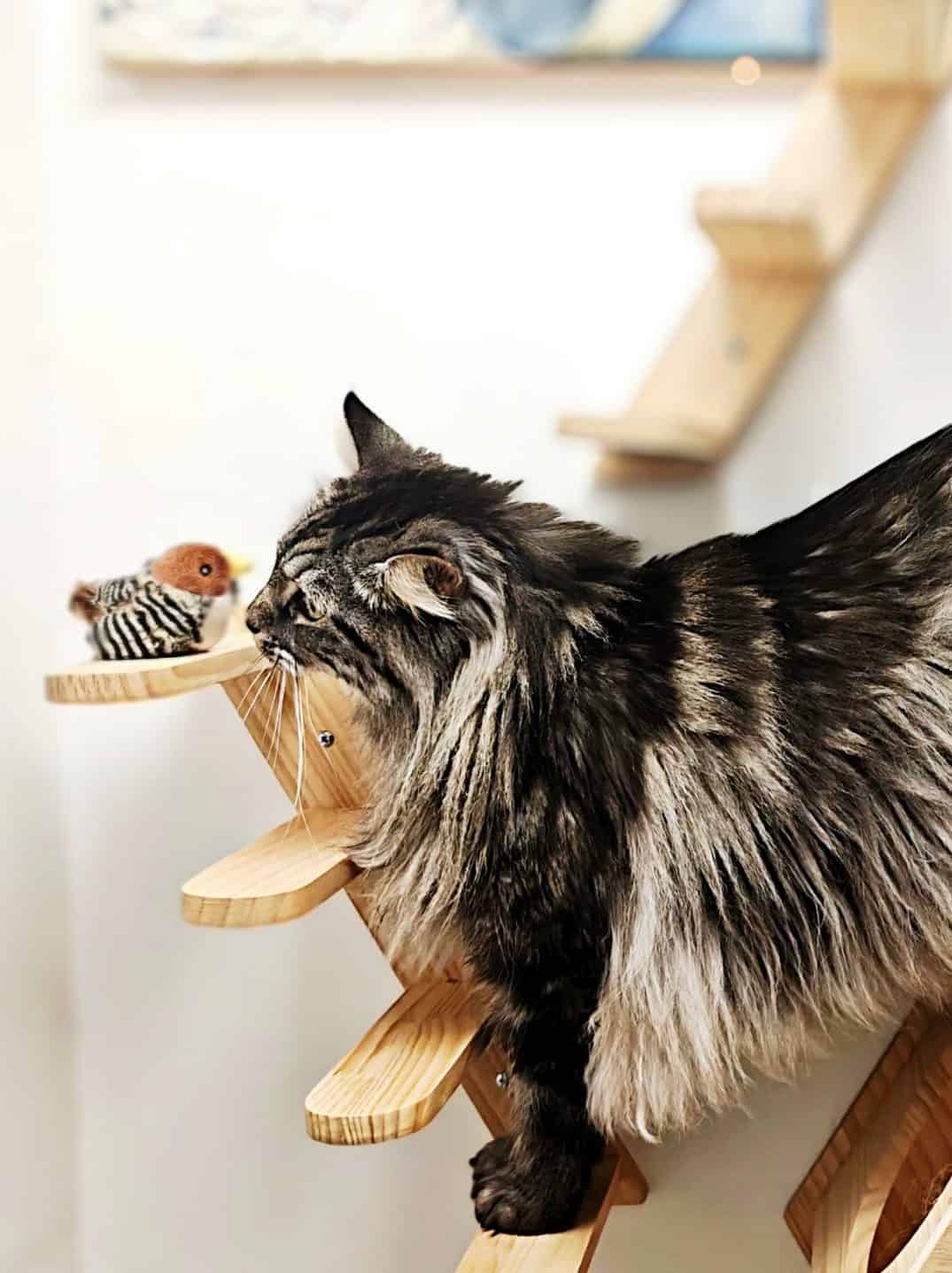 Hôtel pour Chats & Pension Féline en Touraine | Royal Kitty Nanny Parcours en bois et poutres apparentes – Royal Kitty Nanny