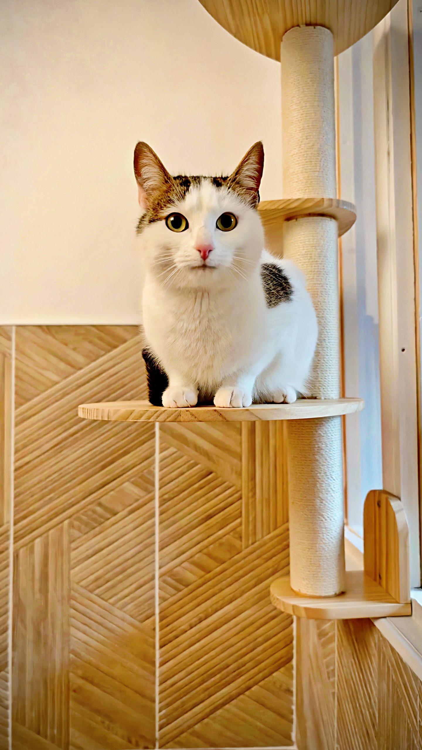 Hôtel pour Chats & Pension Féline en Touraine | Royal Kitty Nanny Multitude de plateformes