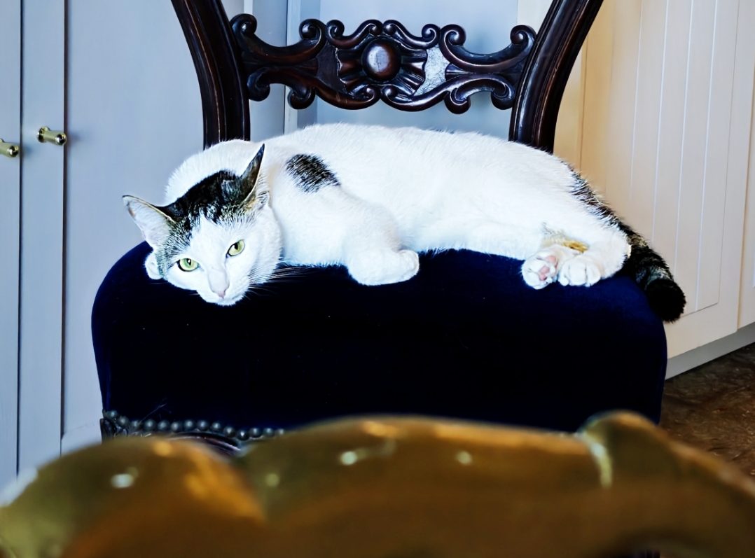 Hôtel pour Chats & Pension Féline en Touraine | Royal Kitty Nanny Prunelle, chatte testeuse