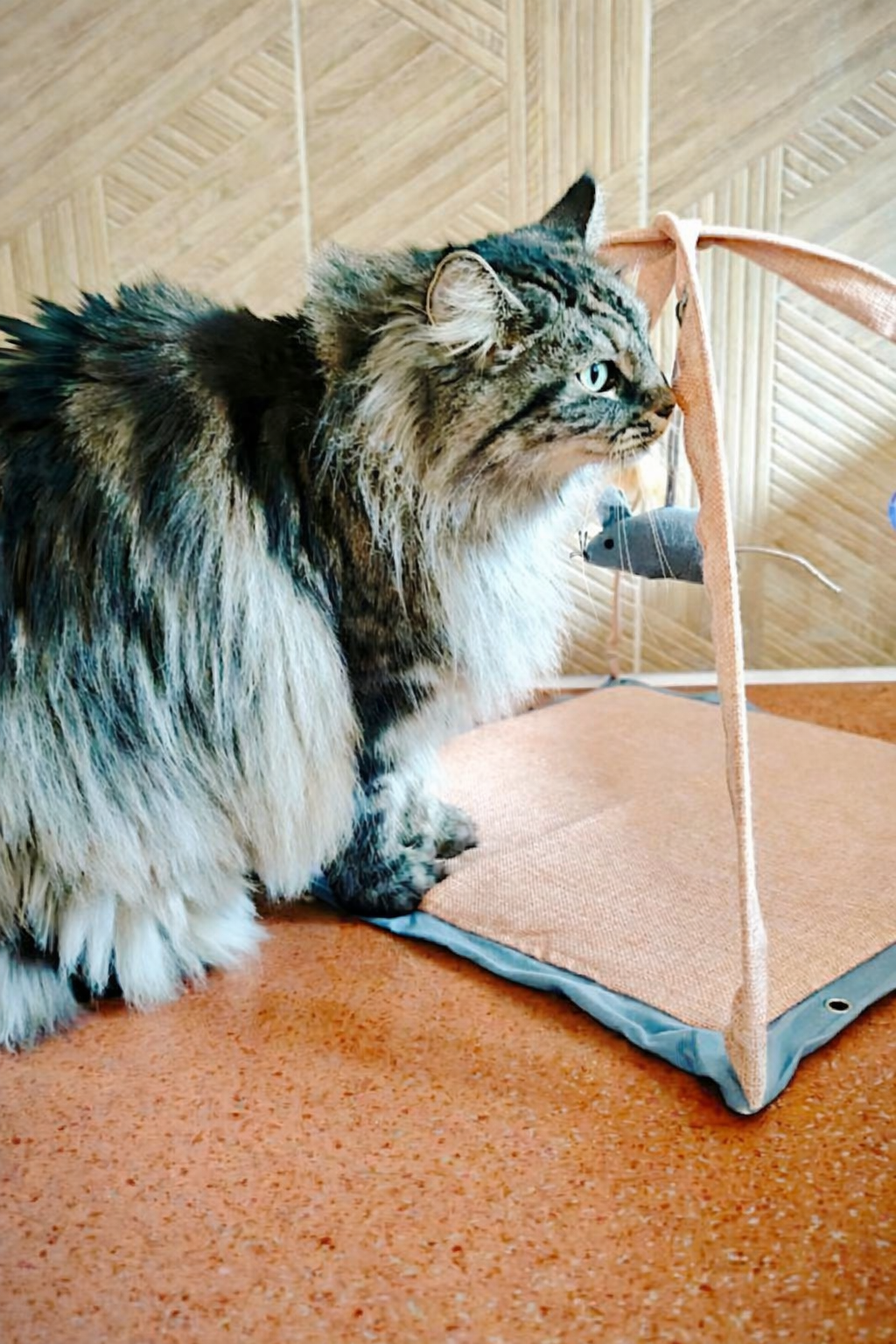 Hôtel pour Chats & Pension Féline en Touraine | Royal Kitty Nanny Jouets renouvelés régulièrement