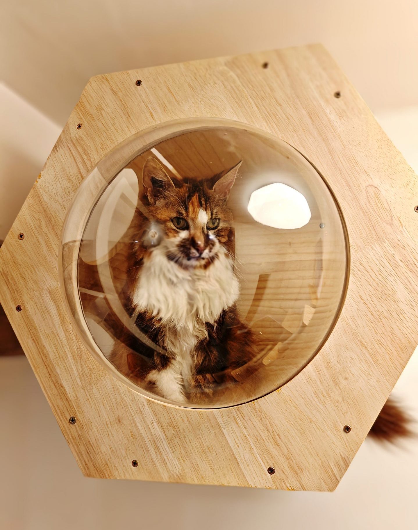 Hôtel pour Chats & Pension Féline en Touraine | Royal Kitty Nanny Cocon hexagonal