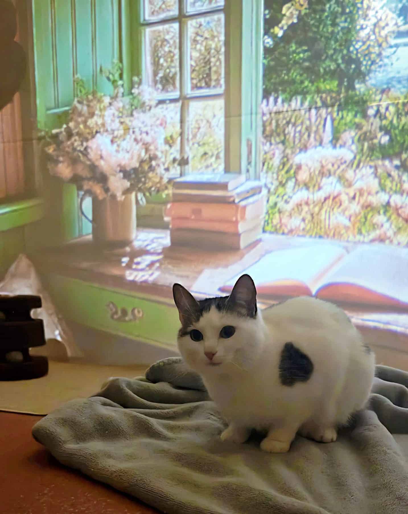 Hôtel pour Chats & Pension Féline en Touraine | Royal Kitty Nanny Calme et confort