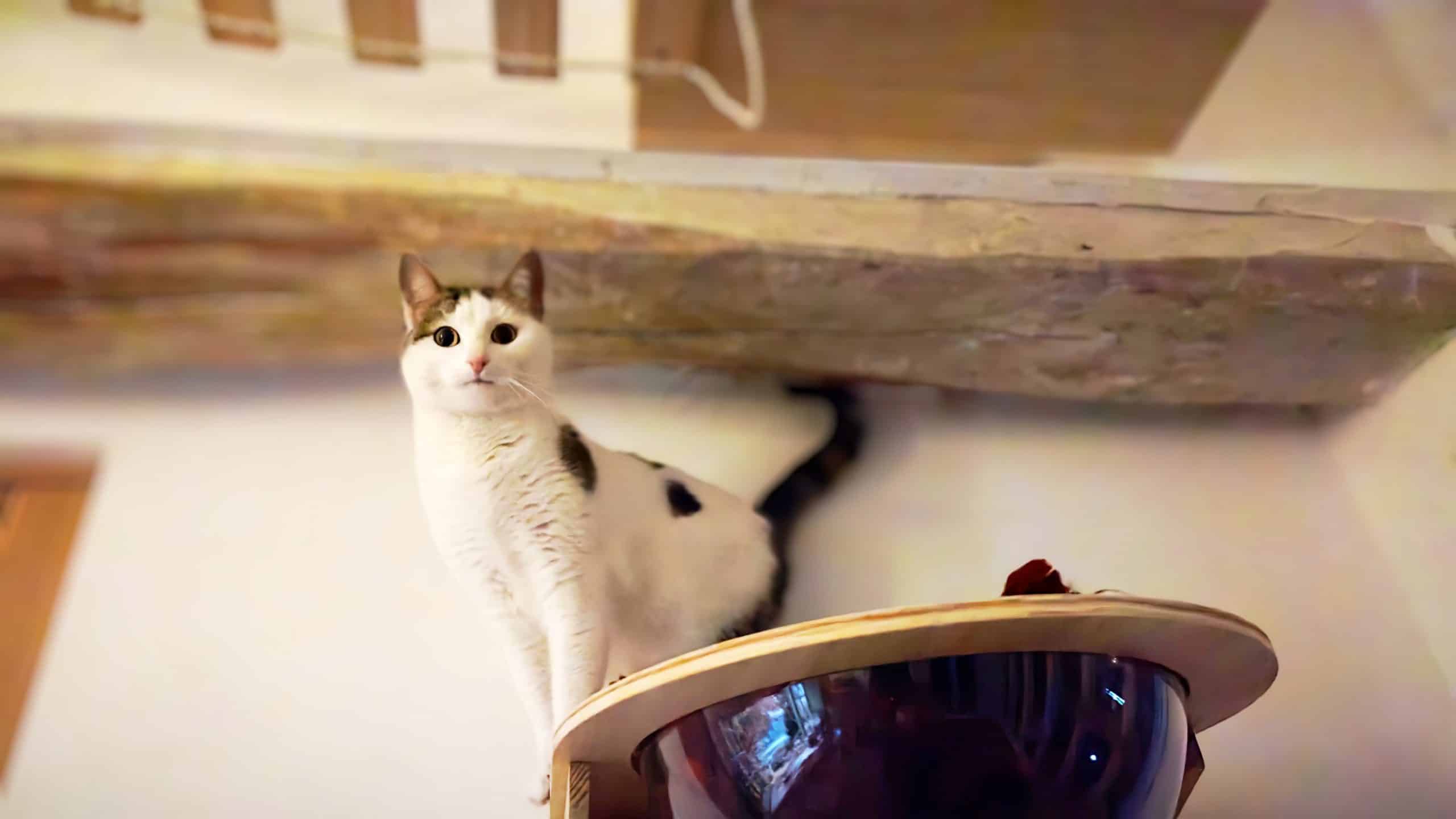Hôtel pour Chats & Pension Féline en Touraine | Royal Kitty Nanny Poutres historiques