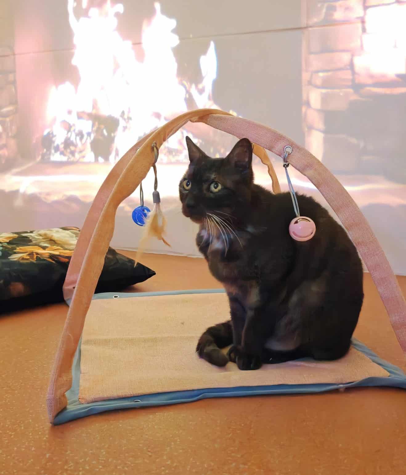 Hôtel pour Chats & Pension Féline en Touraine | Royal Kitty Nanny Archibald, chat directeur