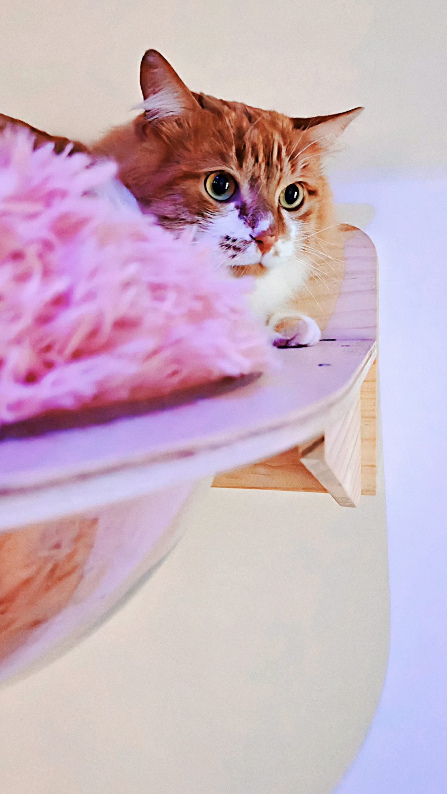 Hôtel pour Chats & Pension Féline en Touraine | Royal Kitty Nanny Confort en hauteur
