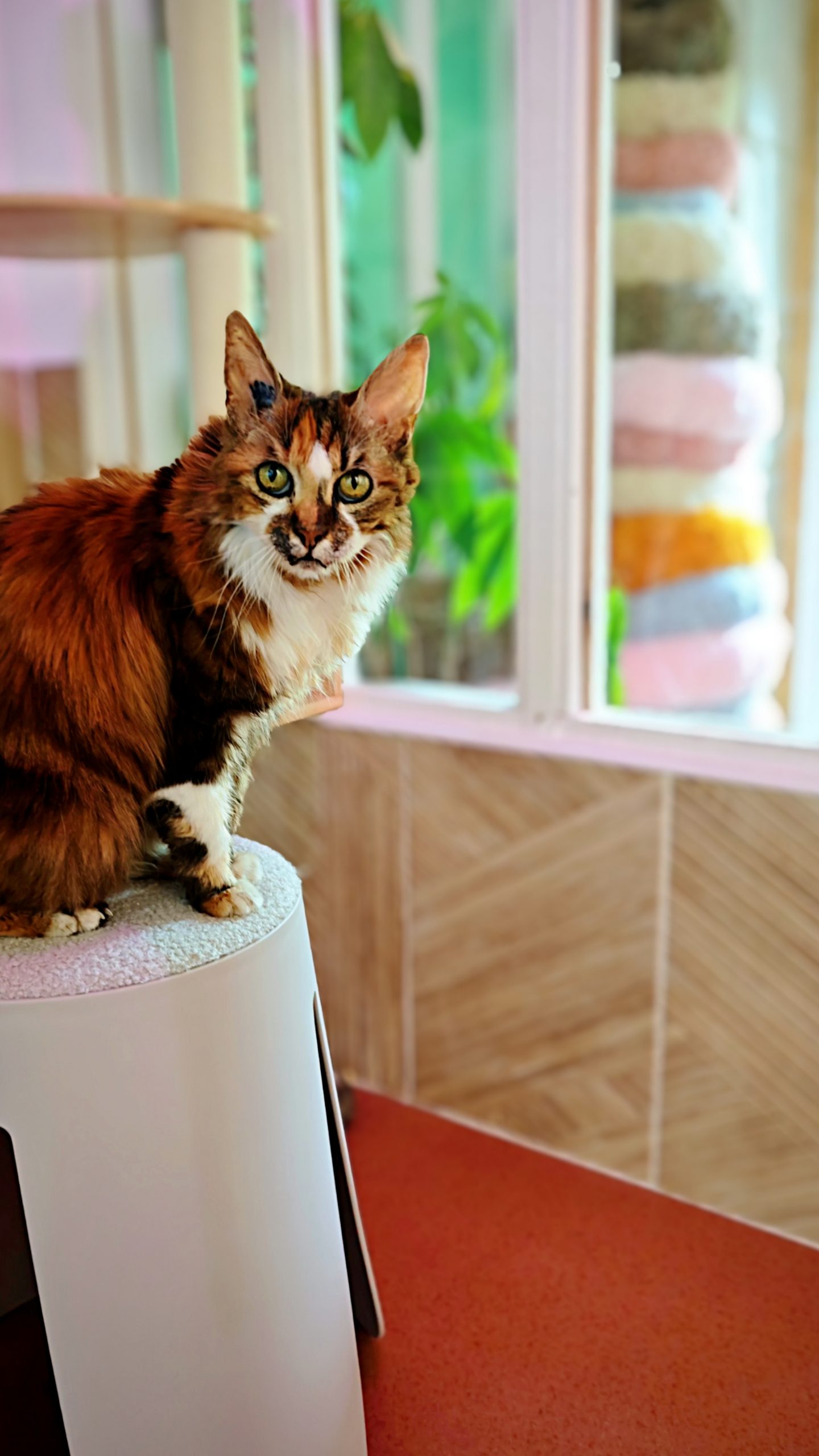 Hôtel pour Chats & Pension Féline en Touraine | Royal Kitty Nanny Fenêtre sur jardin