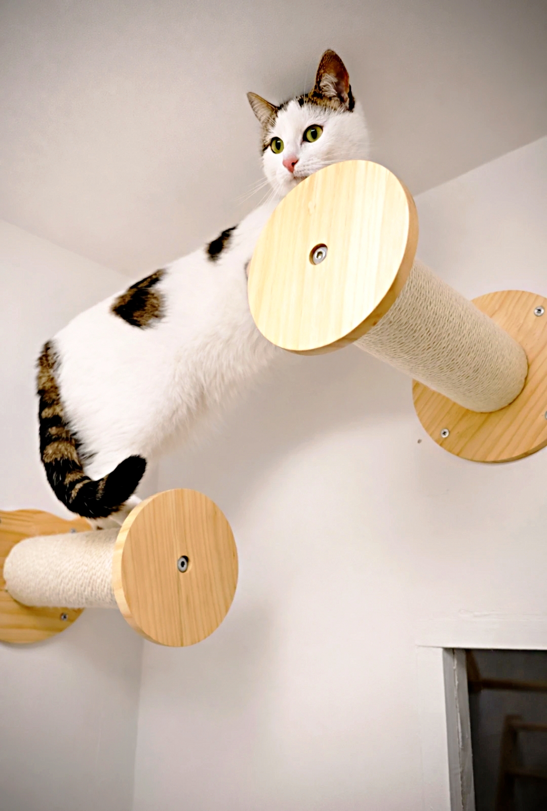 Hôtel pour Chats & Pension Féline en Touraine | Royal Kitty Nanny Multitude de niveaux