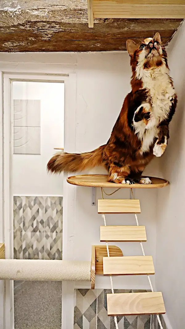 Hôtel pour Chats & Pension Féline en Touraine | Royal Kitty Nanny Escalade sur l'échelle suspendue