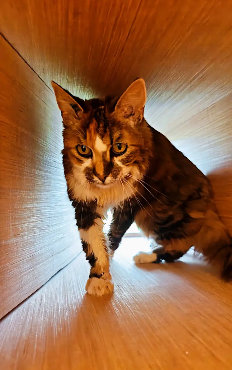 Hôtel pour Chats & Pension Féline en Touraine | Royal Kitty Nanny Observation du jardin