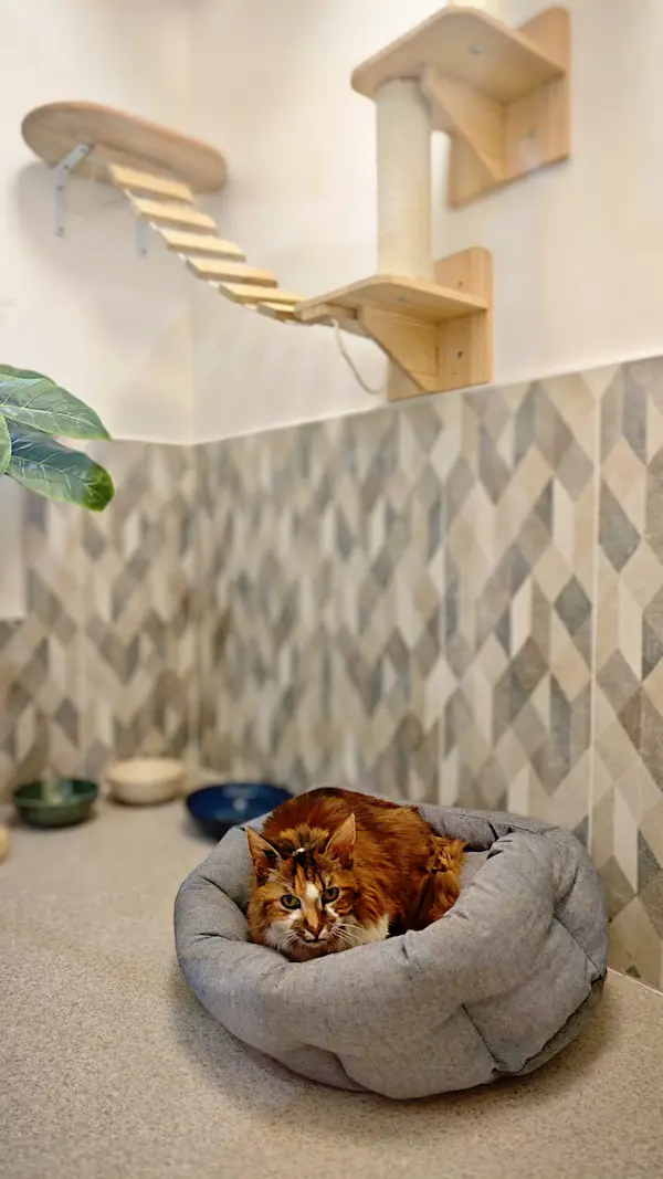Hôtel pour Chats & Pension Féline en Touraine | Royal Kitty Nanny Cocon familier
