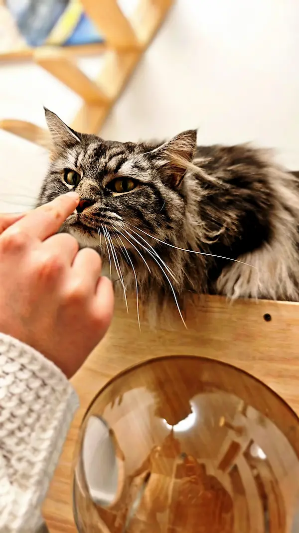 Hôtel pour Chats & Pension Féline en Touraine | Royal Kitty Nanny Interaction douce et bien-être