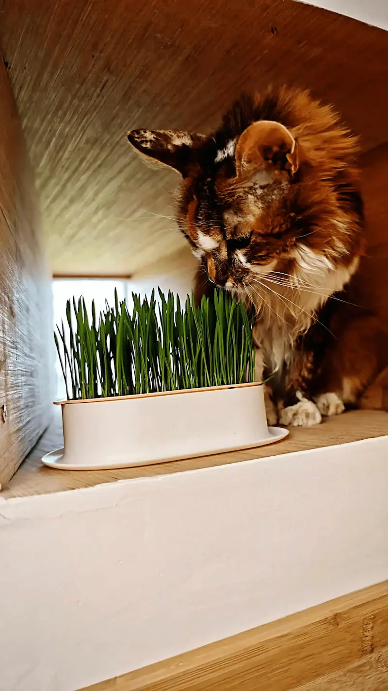 Hôtel pour Chats & Pension Féline en Touraine | Royal Kitty Nanny Chat savourant l'herbe fraîche cultivée dans notre serre