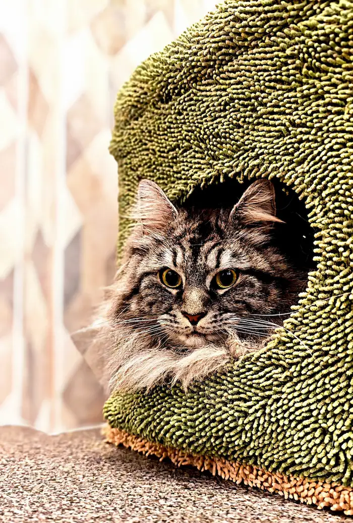 Hôtel pour Chats & Pension Féline en Touraine | Royal Kitty Nanny Espace de sieste privé