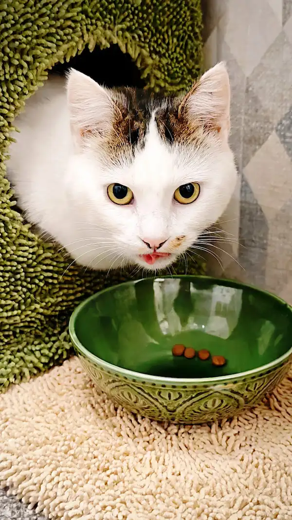 Hôtel pour Chats & Pension Féline en Touraine | Royal Kitty Nanny Repas chez Royal Kitty Nanny